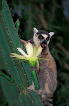 Ring-tailed lemur {Lemur catta} feeding at cactus flower Madagascar, Berenty