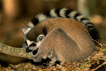 Ring-tailed lemur on forest floor {Lemur catta} Berenty Private Reserve Madagascar