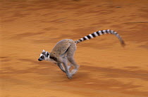 Ring-tailed lemur (Lemur catta) running, Berenty Private Reserve, Madagascar