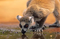 Ring-tailed lemur (Lemur catta) drinking from pool of water, Berenty Private Reserve, Madagascar