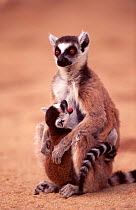 Ring-tailed lemur with young {Lemur catta} Berenty Private Reserve, Madagascar