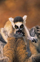 Young Ring-tailed lemur (Lemur catta) licking hand, Berenty Private Reserve, Madagascar