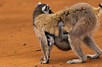 Ring-tailed lemur (Lemur catta) with young suckling, Berenty Private Reserve, Madagascar