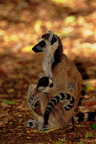 Ring-tailed lemur {Lemur catta} with young suckling Berenty Private Reserve, Madagascar