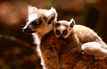 Ring-tailed lemur with young {Lemur catta} Berenty Private Reserve, Madagascar