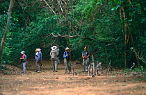 Tourists watching Ring-tailed lemurs {Lemur catta} Berenty Private Reserve, Madagascar