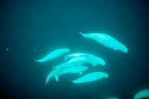 White / Beluga whales underwater {Delphinapterus leucas} Lancaster Sound, Canada.