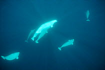 White / Beluga Whales {Delphinapterus leucas} Lancaster Sound, Canada