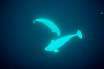 White (Beluga) Whales underwater {Delphinapterus leucas} Lancaster Sound,