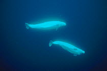 White (Beluga) whales, Lancaster Sound, Canadian Arctic