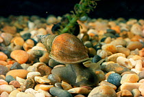 Great pond snail (Lymnaea stagnalis). England, UK, Europe