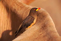 Yellow billed oxpecker {Buphagus africanus} on mammal Gambia, Africa.