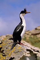 Blue eyed cormorant {Phalacrocorax atriceps} on rocky coast, Falkland Islands.