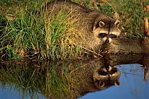Raccoon by river {Procyon lotor} North America.