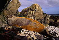 Southern elephant seal {Mirounga leonina} hauled up on beach and moulting  Surf bay, East Falkland Island.