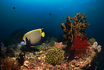 Emperor angelfish {Pomacanthus imperator} on coral reef, Pacific Ocean.