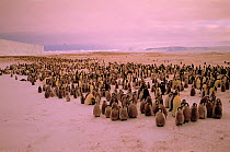Emperor penguin {Aptenodytes forsteri} colony Atka Bay, Antarctica Weddell Sea