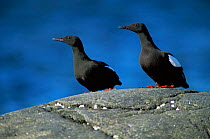 Black guillemots {Cepphus grylle} in summer plumage, St Lawrence Gulf, Quebec, Canada.