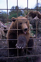 Captive brown bear in zoo {Ursus arctos} Spain.
