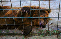 Brown bear (Ursus arctos) in zoo. Spain, Europe