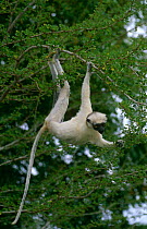 Verreaux's sifaka {Propithecus verreauxi} feeding in tree, white colour variant, Berenty PR, Madagascar