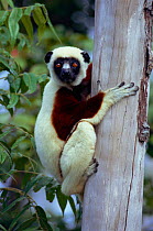 Coquerels sifaka portrait {Propithecus verreauxi coquereli} Ankarafantsika reserve, Madagascar