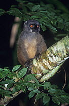 White fronted brown lemur (Lemur fulvus albifrons) male, Nosy Mangabe Reserve, Madagascar