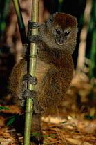 Grey bamboo lemur climbing bamboo {Hapalemur griseus griseus} Mantadia NP, Madagascar. Tropical dry forest