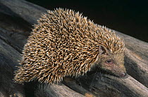 Small madagascar hedgehog {Echinops telfairi} Kirindy forest, Madagascar