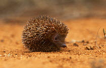 Small madagascar hedgehog {Echinops telfairi} (Madagascar tenrec) Hazafotsy, Madagascar