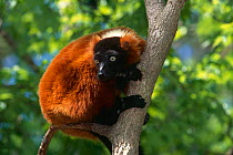 Red ruffed lemur {Varecia variegata ruber} captive, Madagascar