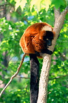 Red ruffed lemur in tree {Varecia variegata ruber} captive, Madagascar