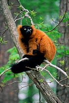 Red ruffed lemur in tree {Varecia variegata ruber} captive, Madagascar