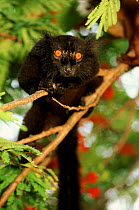 Black lemur male, Nosy Komba, Madagascar