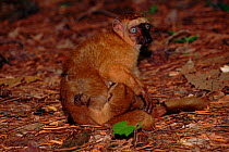 Sclater's black lemur (Lemur macaco flavifrons) with suckling young. Madagascar