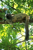Sandford's brown lemur (Lemur fulvus sandfordi) lying on branch, Ankarana Reserve, Madagascar