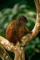 White fronted brown lemur {Lemur fulvus albifrons} female, Nosy Mangabe, Madagascar