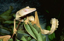 Leaf tailed gecko {Uroplatus lineatus} Maroantsetra, Madagasgar