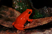 Golden mantella frog (Mantella aurantiaca). Perinet reserve, Madagascar