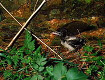Magpie chick {Pica pica} fallen from nest. UK