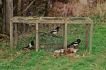 Magpies caught in Larson trap under licence, Wiltshire, UK.