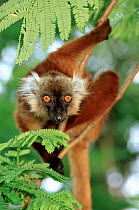 Black lemur (Eulemur macaco) female, looking down from tree, Nosy Komba, Madagascar. Endangered.