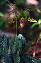 Slipper orchid {Paphiopedilum sukhakulii} Phu Luang WS, Thailand.