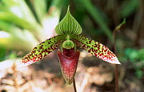 Slipper orchid flower {Paphiopedilum sukhakulii} Phu Luang WS, Thailand.