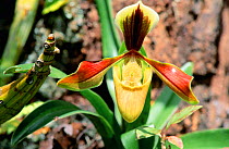 Slipper orchid {Paphiopedium villosum} Phu Luang WS, Thailand