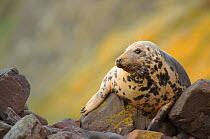 Grey seal - young adult hauled up on rock. Berwickshire, Scotland, UK