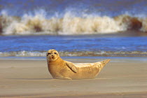 Common seal on beach with surf in background {Phoca vitulina} Lincolnshire, UK