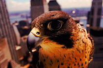 Peregrine falcon (Falco peregrinus) in Manhattan New York, USA