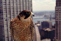 Peregrine falcon in Manhatton, New York, USA
