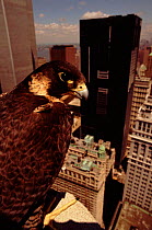Peregrine falcon {Falco peregrinus} in Manhatton New York, USA